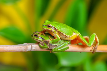Beautiful Europaean Tree frog Hyla arborea - Stock Image