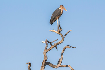 Vulture on dry tree in Kruger Park