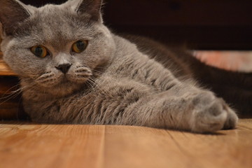 cat on a sofa кошка