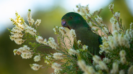 king parrot © Maciej