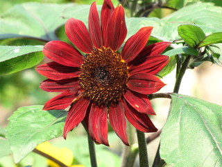 Unusual Red Sunflower