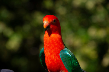 king parrot
