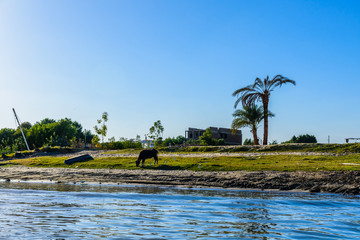 Obraz premium Cow on a bank of the Nile river