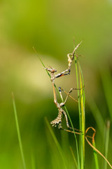 Close up of pair of Beautiful European mantis ( Mantis religiosa )