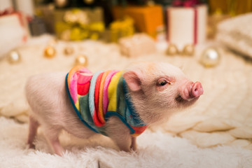 Cute smiling pink mini pig, background blurred