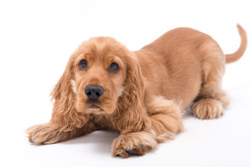 4 Month Old Golden Cocker Spaniel Photoshoot