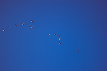 Naklejka na ściany i meble flock of birds flying south in the blue sky