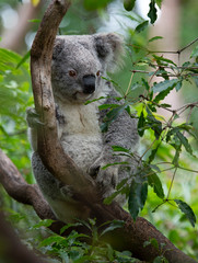 koala © Maciej