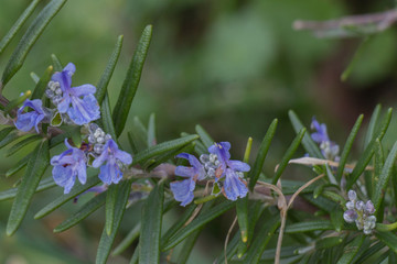 The view of rosemary flowering branches in bloom.