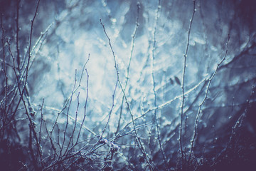 Frost on the bush
