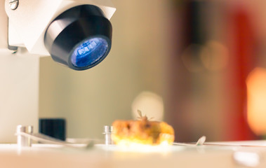 Microscope study and examine structure of beehive biology in the laboratory, education college background