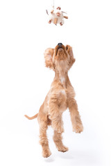 4 Month Old Golden Cocker Spaniel Jumping