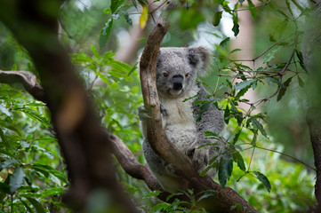 koala © Maciej