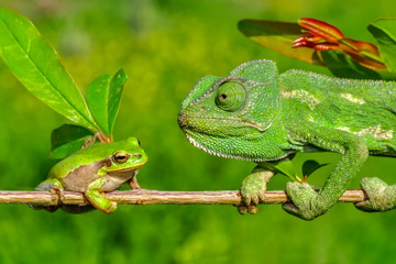 Beautiful  Green chameleon  sitting on flower in a summer garden