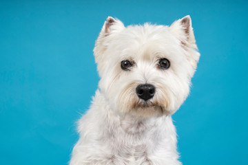 Portrait of a White West Highland Terrier Westie sitting looking at camera isolated on a baby blue background