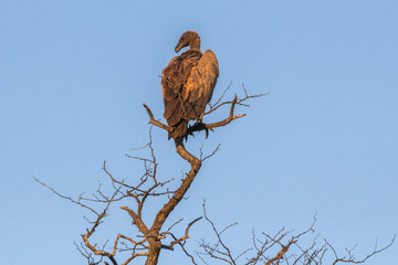 Big eagle on dry tree in Kruger Park