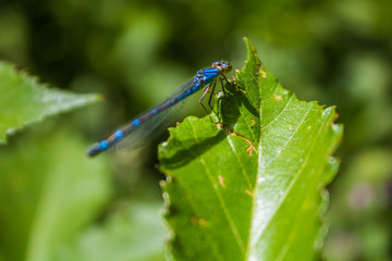 dragonfly on grass
