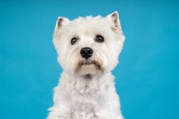 Portrait of a White West Highland Terrier Westie sitting looking at camera isolated on a baby blue background