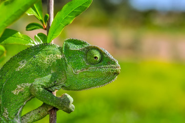 Beautiful  Green chameleon  sitting on flower in a summer garden © blackdiamond67
