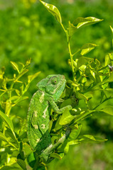 Beautiful  Green chameleon  sitting on flower in a summer garden