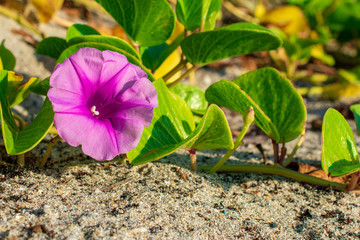 the flower at the beach