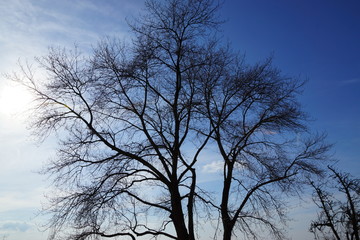 Baum vor blauem Himmel