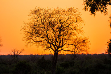 Fototapeta na wymiar Beautiful Sunset and tree in Kruger Park