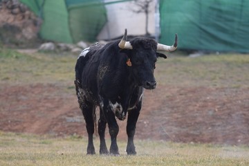 Spanish fighting bull