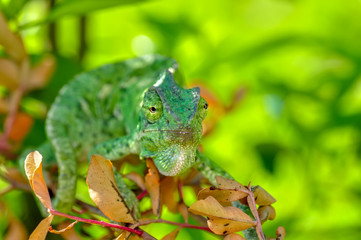 Beautiful  Green chameleon  sitting on flower in a summer garden