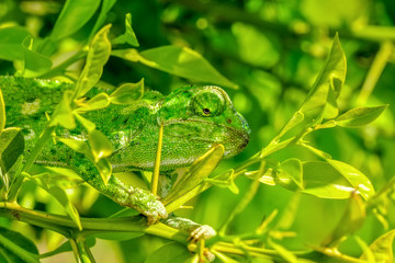 Beautiful  Green chameleon  sitting on flower in a summer garden