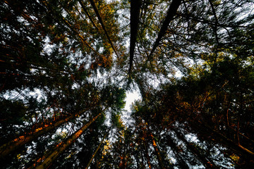 curved road through a forest with tall trees in fall with autumn colors and a warm and chill touch of the sunset