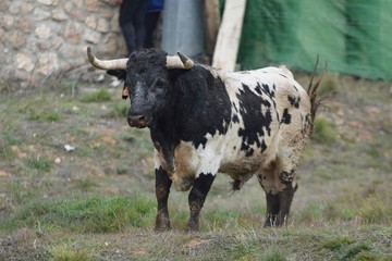 Spanish fighting bull