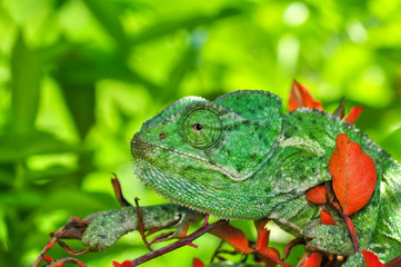Beautiful  Green chameleon  sitting on flower in a summer garden