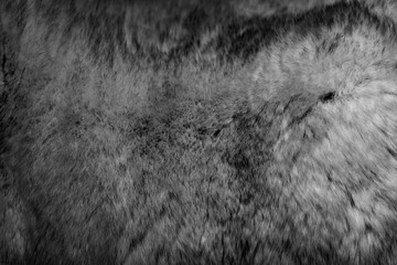 Expensive luxury texture of natural fur of a wild animal chinchilla. Macro shooting.
