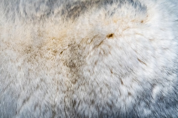 Expensive luxury texture of natural fur of a wild animal chinchilla. Macro shooting.