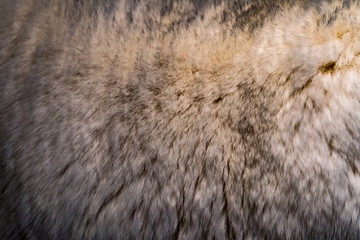 Expensive luxury texture of natural fur of a wild animal chinchilla. Macro shooting.