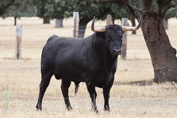 torode lidia 