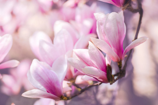 Beautiful magnolia flowers. Blooming magnolia tree in the spring. Selective focus