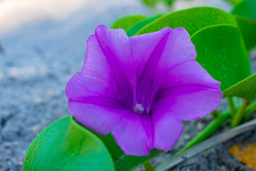 purple wildflower