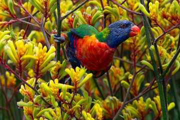 lorikeet © Maciej