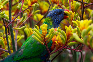 lorikeet © Maciej