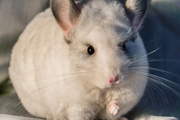 Chinchilla is a cute and pleasant small animal, in appearance very similar to a rabbit.