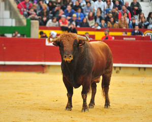 toro en españa