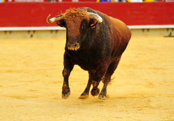 bull in spain