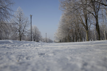 winter landscape with trees and road in winter