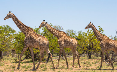 Three giraffes walking together in Kruger Park