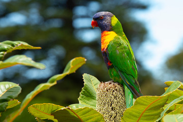 lorikeet © Maciej