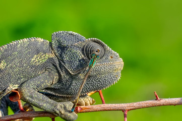 Beautiful  Green chameleon  sitting on flower in a summer garden