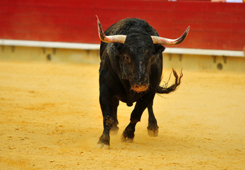 toro en españa