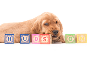 Puppy Cocker Spaniel Photo shoot - Isolated on white background spelling out his name Hudson